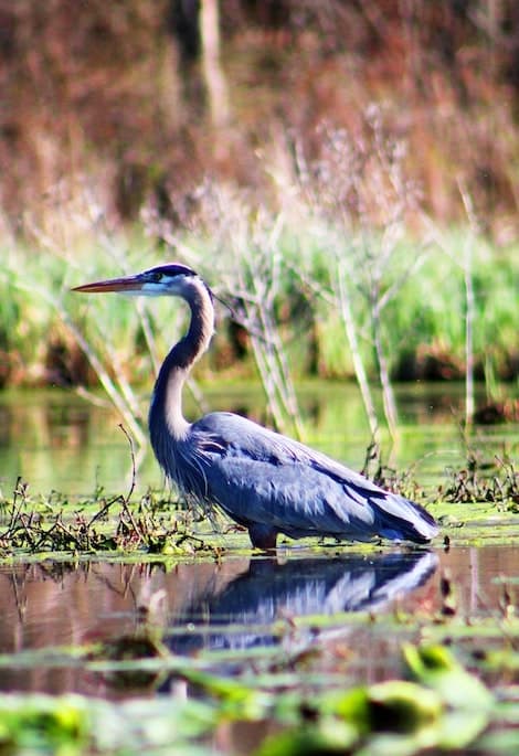 Wetlands